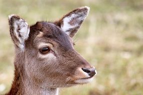 roe deer muzzle close up