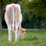 a cow grazes in a pasture