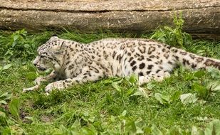 cute beautiful Leopard Cat