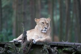 picture of the lion female in a forest