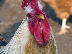 rooster with a large red comb