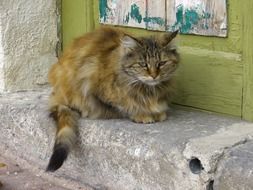 cuddly fluffy outdoor cat