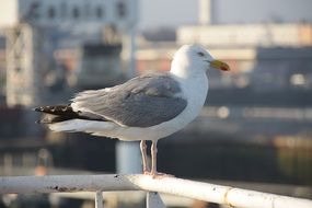 seagull stands on the handrail