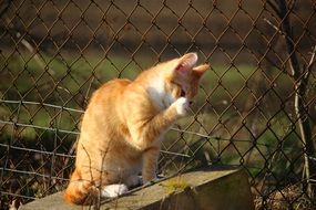 cleaning up red young cat