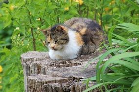 spotted cat on a big stump