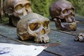 three skulls on the boards