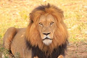 striking Lion