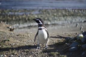 cute penguin in Patagonia