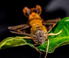 moth on the green leaf