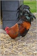 beautiful and amazing Chicken Hen