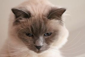 Cat Sacred Birman