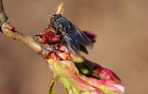 Fly on the cherry blossom