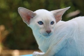 white cat with big ears