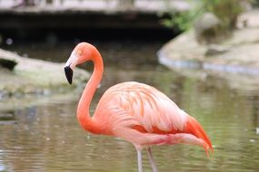 pink flamingo on water close up