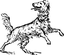 black and white image of the dog