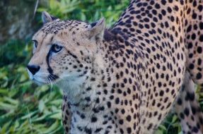 portrait of a hunting leopard