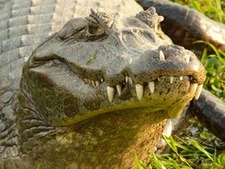 head portrait of Crocodile with sharp teeth