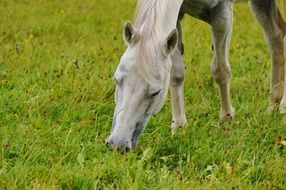 white horse on pasture