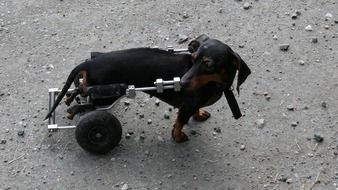sick dog can go because of wheels