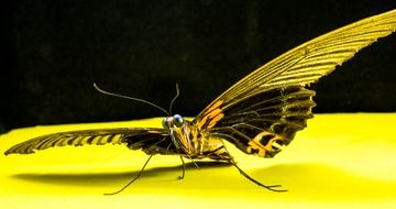 butterfly with spread wings in the yellow surface