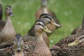 ducks in the wild