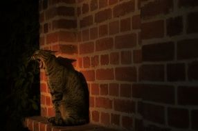 photo of yawning Cat on red brick wall at dusk