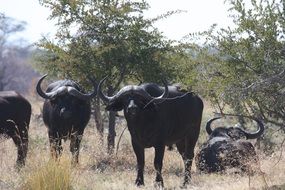 flock of black african bisons