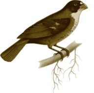 drawing of a perched brown bird