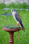 Falcon small Bird Raptor
