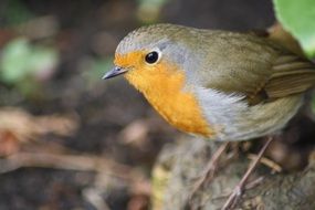 warbler with yellow breast