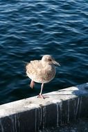 seagull stands on one leg