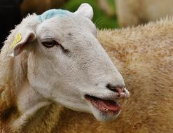 portrait of a white farm sheep