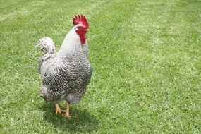 farm chicken on the the green grass