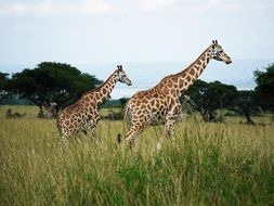 two giraffes in national park in Uganda