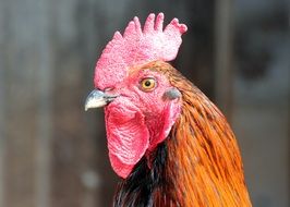 Portrait of cock