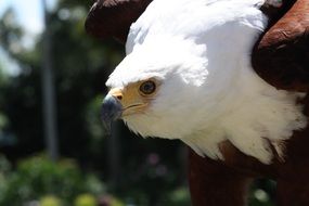 African eagle on a background of trees