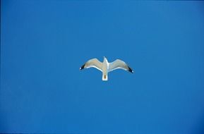 white Seagull flying at Blue sky