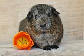 Gray Guinea Pig