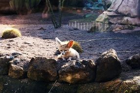 fox with big ears in a zoo morocco