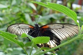 butterfly over green leaves