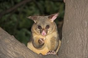 Possum on a tree close-up on blurred background