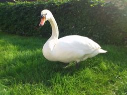 Swan walking on grass