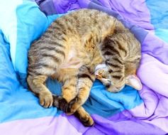 Cat Sleep