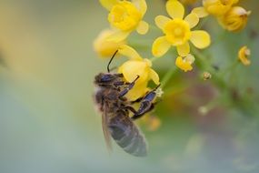 bee collects pollen from a yellow flower