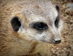 portrait of a light brown meerkat