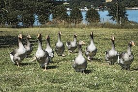 breeding of geese