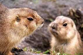 unmatched Prairie Dogs in the wildlife