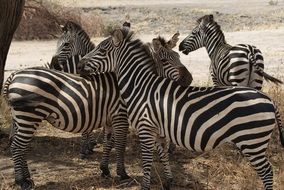 zebras near the tree