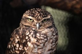 little owl with green eyes in wildlife