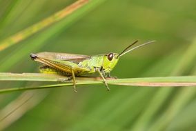 grasshopper on a plant stem in a meadow